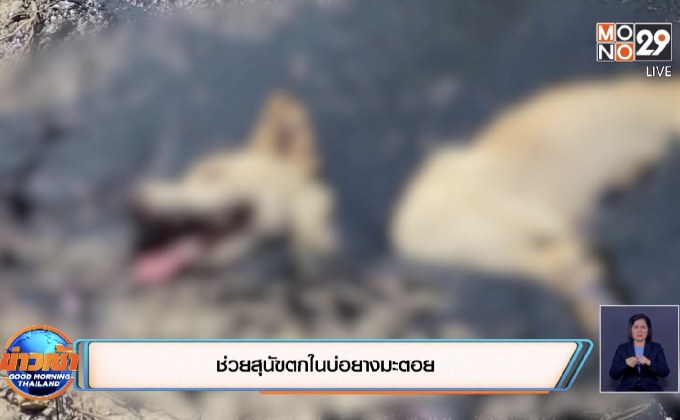 ช่วยสุนัขตกในบ่อยางมะตอย