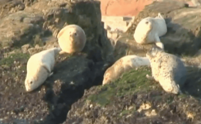 แมวน้ำอพยพเข้ามาในจีน