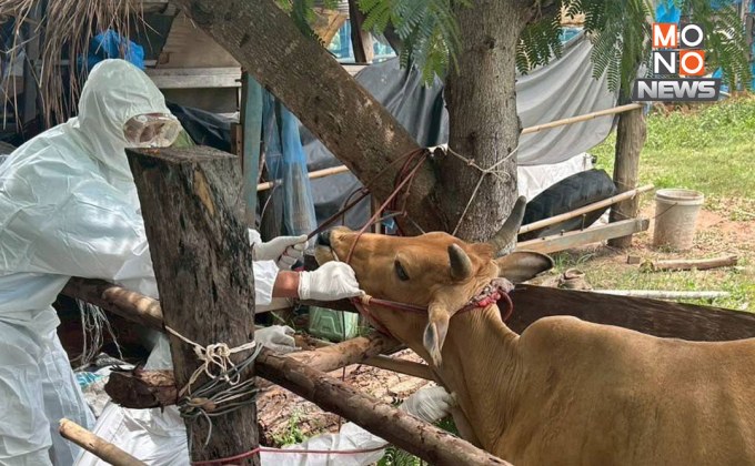 ไม่พบเชื้อแอนแทรกซ์ในโค-กระบือหนองบัวลำภู