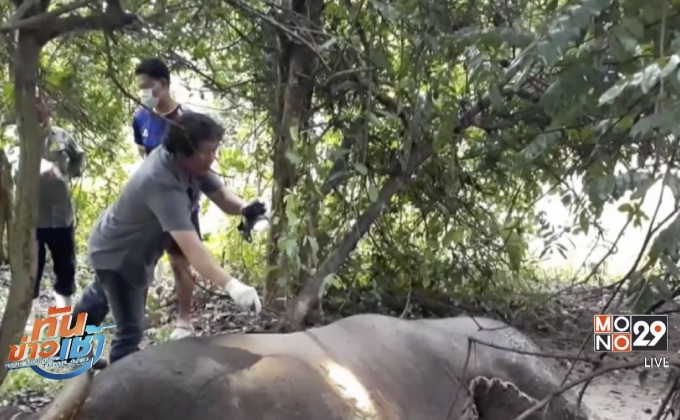 สลด! พบซากกระทิง หนัก 1 ตัน กลางป่ากุยบุรี