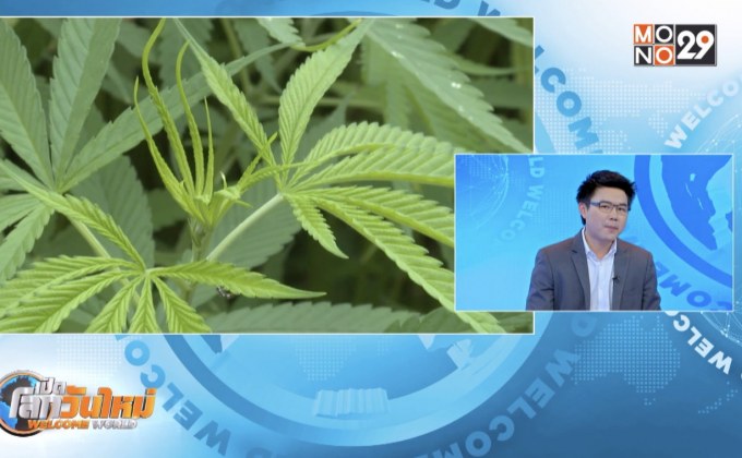 ปลดล็อกสารสกัดในกัญชา-กัญชง ใช้ในเชิงอุตสาหกรรม