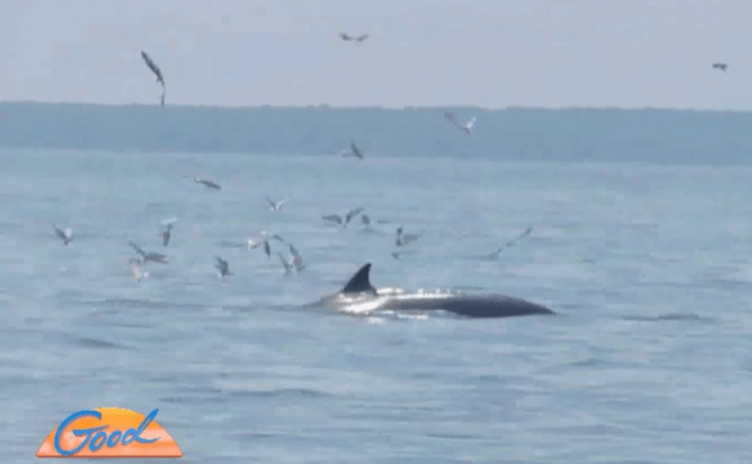 นักท่องเที่ยวแห่ชมวาฬบรูด้า