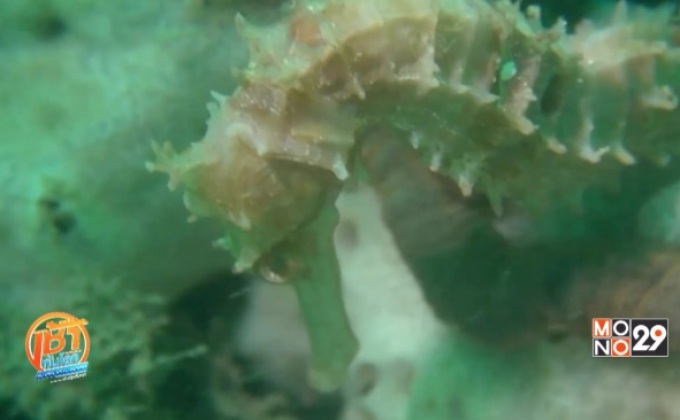 อนุรักษ์ม้าน้ำในกัมพูชา