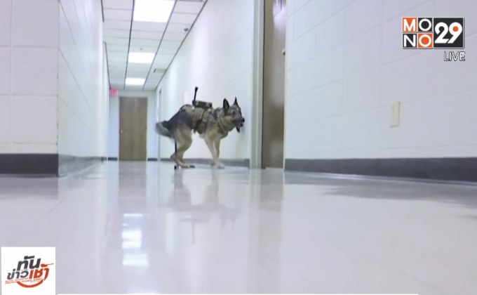 ตำรวจสหรัฐฯ ติดกล้องให้สุนัข K-9 ลดเสี่ยงอันตราย
