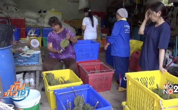 แห่เที่ยวสวนทุเรียน จ.พิษณุโลก