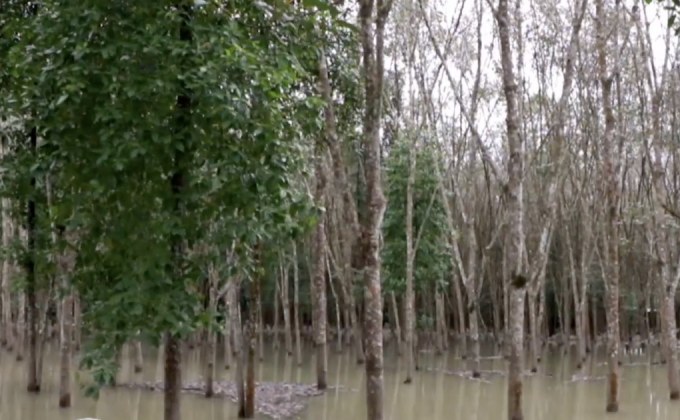 กยท.เร่งเยียวยาน้ำท่วมสวนยาง จ.นราธิวาส