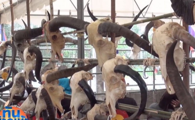 ประกวดเขาควาย เทศกาลควายไทย