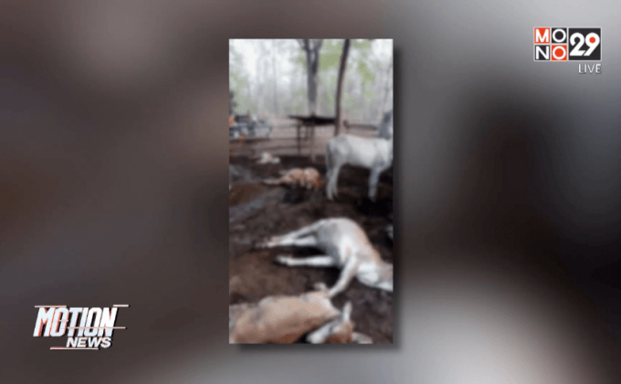 ฟ้าผ่าวัวและหมูตายยกฟาร์ม จ.น่าน