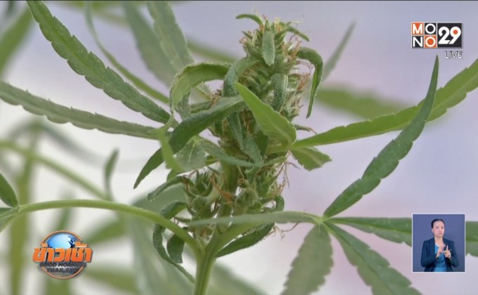 ครม. มีมติ “กัญชง” ถูกกฎหมาย