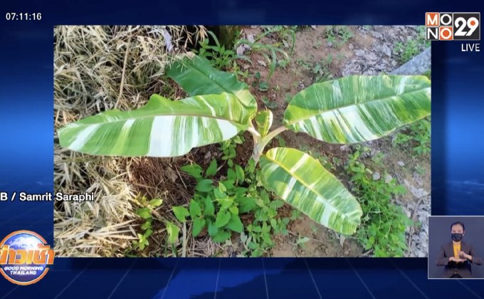 หนุ่มสุรินทร์ ควัก 5 หมื่น ซื้อต้นกล้วยน้ำว้าใบด่าง