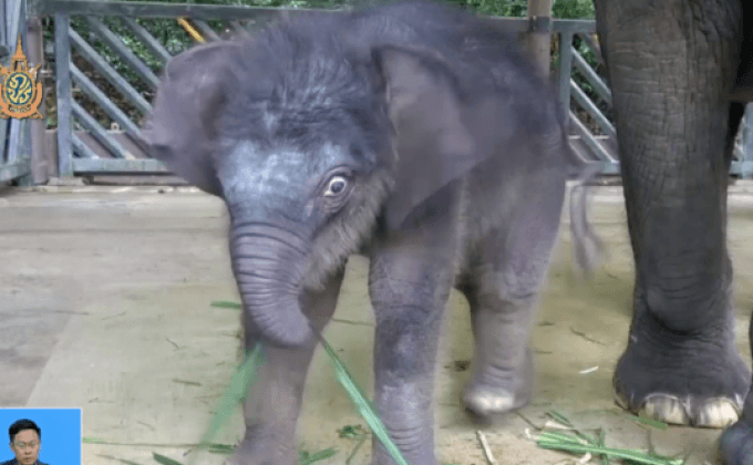 ลูกช้างไทยในไนท์ซาฟารี สิงคโปร์