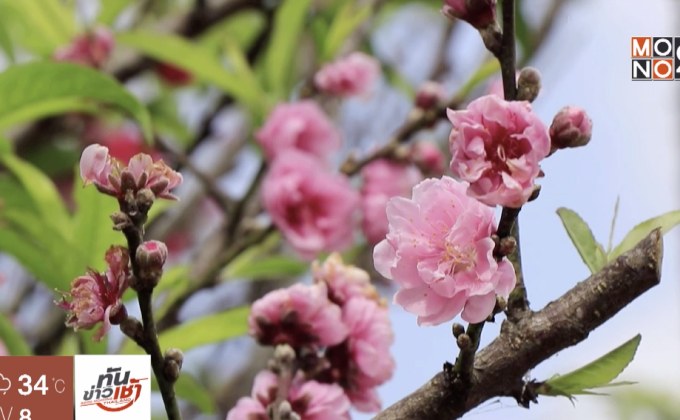 นทท.แห่ชมดอกท้อ บานสะพรั่งรับลมหนาว