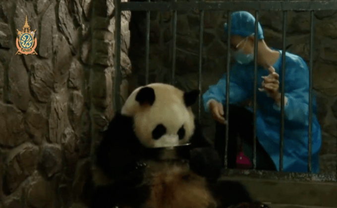 แพนด้าแฝดเกิดใหม่ในจีน