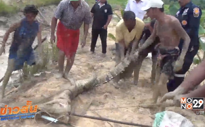 จับจระเข้ยาว 2 เมตร หลุดจากบ่อ จ.พัทลุง