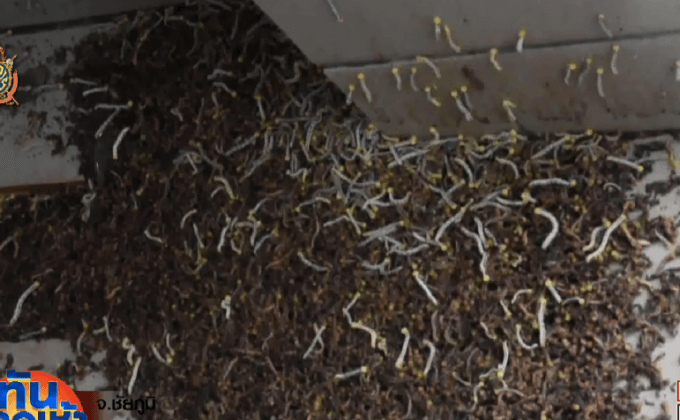 สะพรึง! กองทัพหนอนกว่าล้านตัวบุกโรงเรียน