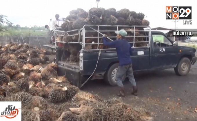 ​“พาณิชย์” เผย 3 มาตรการแก้ราคาปาล์มน้ำมันตกต่ำ
