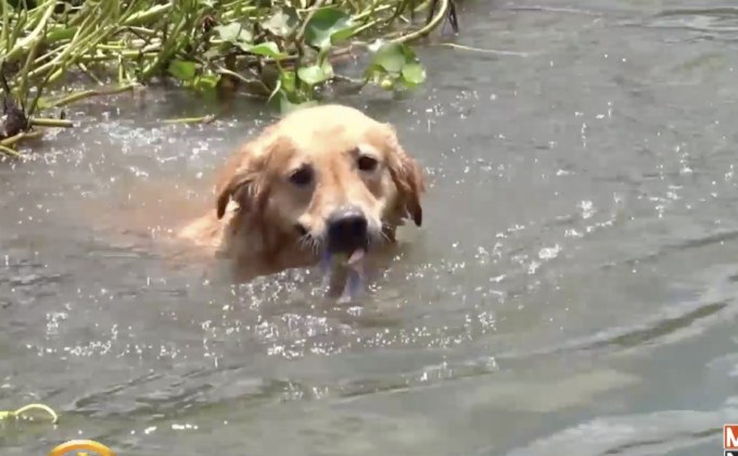 ​ชื่นชม “เจ้าโน้วเน๊ะ”สุนัขจิตอาสาว่ายน้ำเก็บผักตบชวา