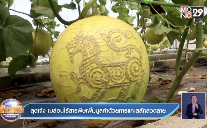 สุดเจ๋ง เมล่อนไร้สารพิษเพิ่มมูลค่าด้วยการแกะสลักลวดลาย