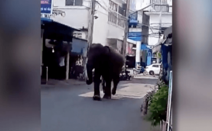 ระทึก! ช้างหงุดหงิดอากาศร้อนวิ่งเข้า รพ.