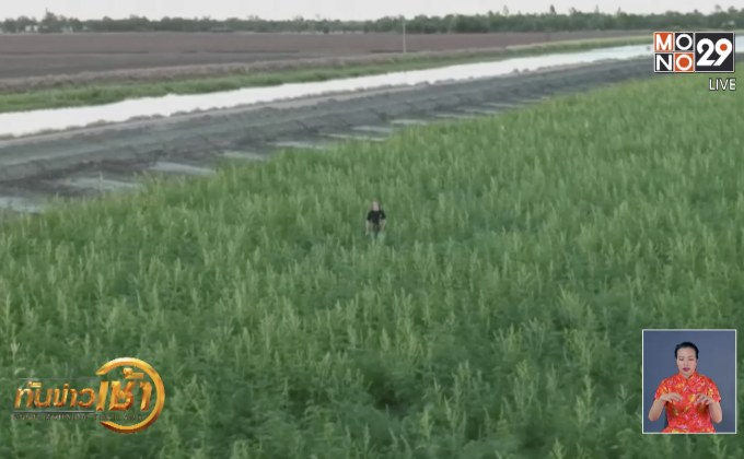 ​เทรนด์ปลูก-แปรรูปกัญชงเพื่อบริโภคกำลังบูม