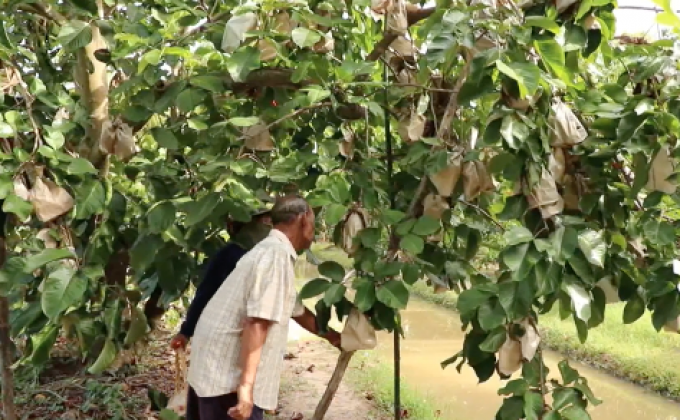 ​เกษตรกรสิงห์บุรีปลูกกระท้อนขาย สร้างรายได้งาม
