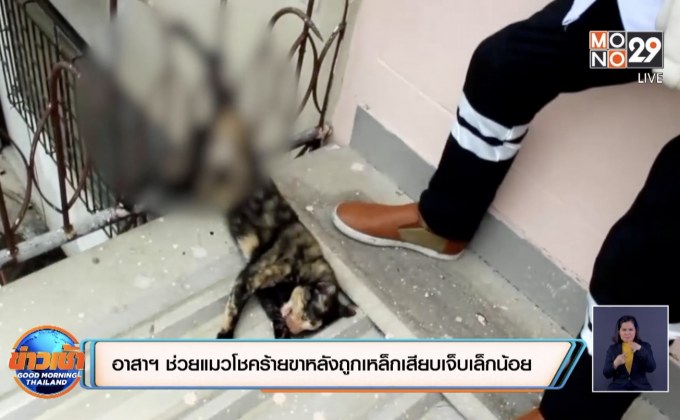 ​อาสาช่วยแมวโชคร้ายขาหลังถูกเหล็กเสียบเจ็บเล็กน้อย
