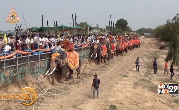 ตักบาตรบนหลังช้าง จ.บุรีรัมย์