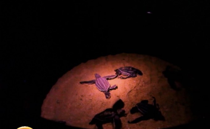 ​ปล่อยลูกเต่ามะเฟืองคืนสู่ทะเลพังงา