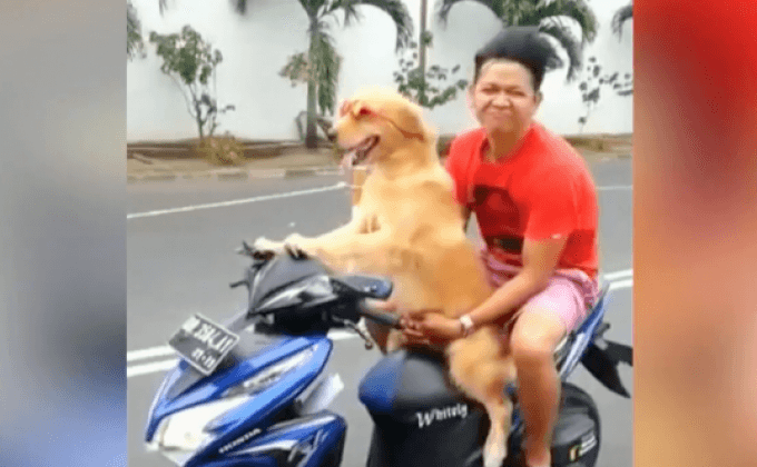 แห่ชมคลิปสุนัขขับมอเตอร์ไซค์ในอินโดนีเซีย