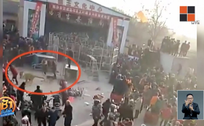 เสือหลุดจากกรงขณะแสดงละครสัตว์ในจีน