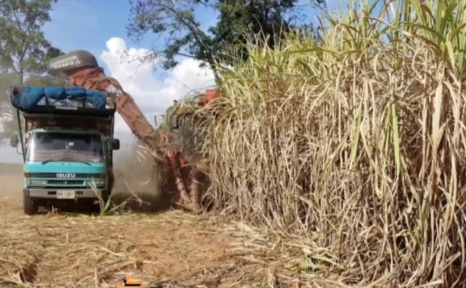 เกษตรกรชาวไร่อ้อยเรียกร้องรัฐแก้ปัญหาราคาตกต่ำ