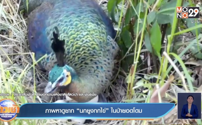 ภาพหาดูยาก “นกยูงกกไข่” ในป่ายอดโดม