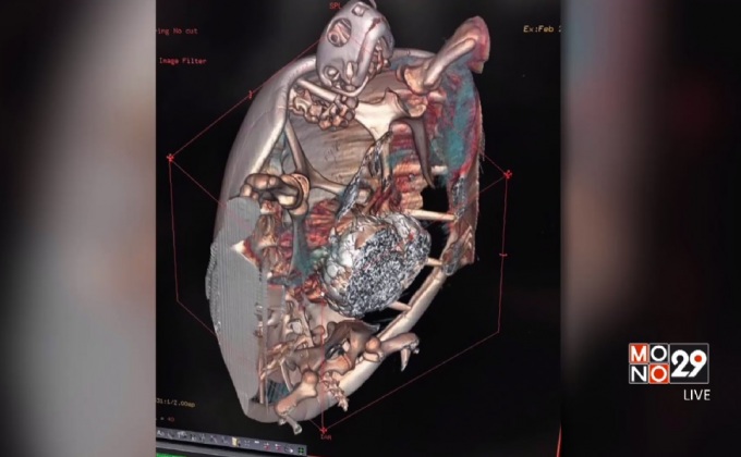 แพทย์เตรียมผ่าตัดเต่าตนุกินเหรียญที่ จ.ชลบุรี