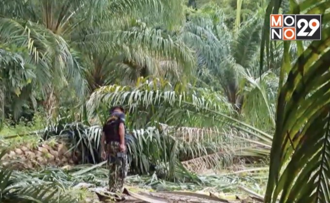 ช้างป่าบุกโค่นล้มสวนปาล์มฯ จ.จันทบุรี