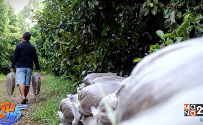 เปิดแผนคนทำดี :  ภารกิจเปลี่ยนสวนเคมีสู่สวนอินทรีย์  สร้างวิถีเกษตรปลอดภัย