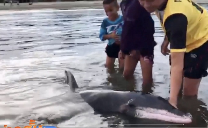 ชาวบ้านช่​วยชีวิตโลมาฟันห่างเก​ยตื้น จ.ตรัง