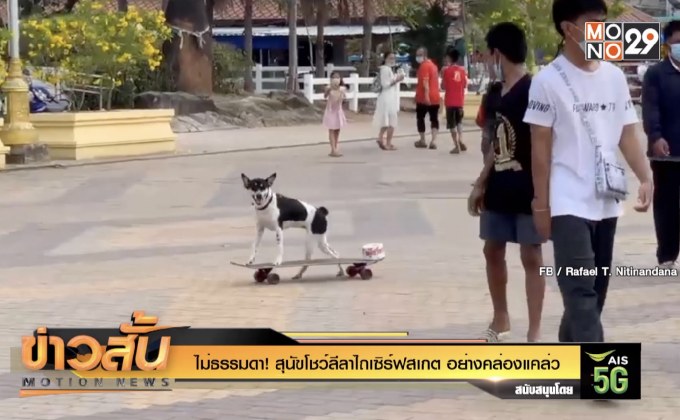 ไม่ธรรมดา! สุนัขโชว์ลีลาไถเซิร์ฟสเกต อย่างคล่องแคล่ว