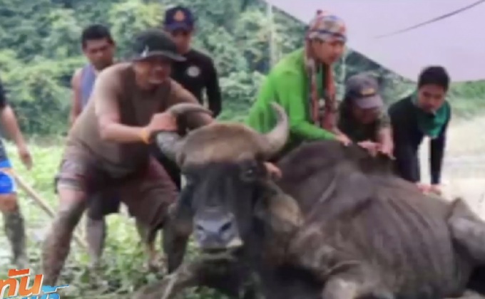 กรมอุทยานฯแจงกระแสดราม่า ตัดหัวกระทิง “แม่มะลิ”