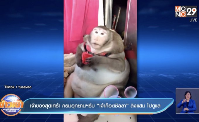 เจ้าของสุดเศร้า กรมอุทยานฯรับ “เจ้าก็อตซิลลา” ลิงแสม ไปดูแล