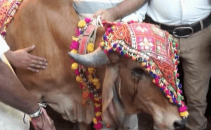 งานแต่งงานวัวในอินเดีย