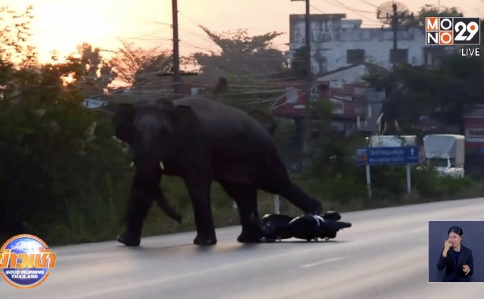 ช้างป่าสีดอเขาอ่างฤาไน อารมณ์เสีย กระทืบ จยย.นักข่าวพัง