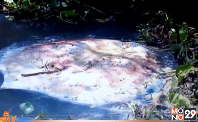 พบกระเบนราหูตายลอยในแม่น้ำแม่กลอง 1 ตัว