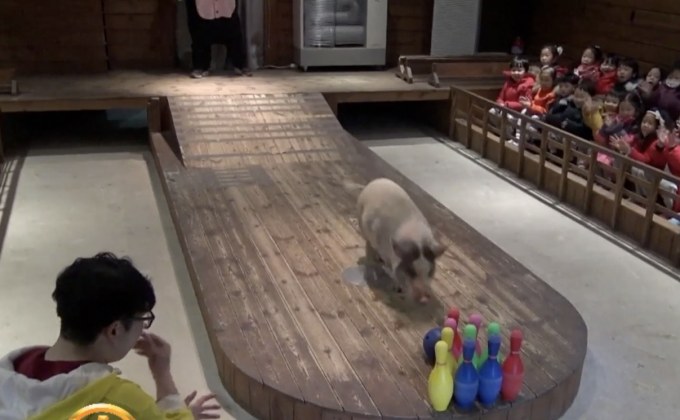 ชาวเกาหลีใต้นิยมเที่ยวพิพิธภัณฑ์หมูต้อนรับปีกุน