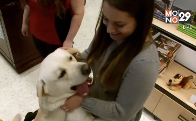 “ลาบราดอร์” แชมป์สุนัขยอดนิยม 28 ปีซ้อน