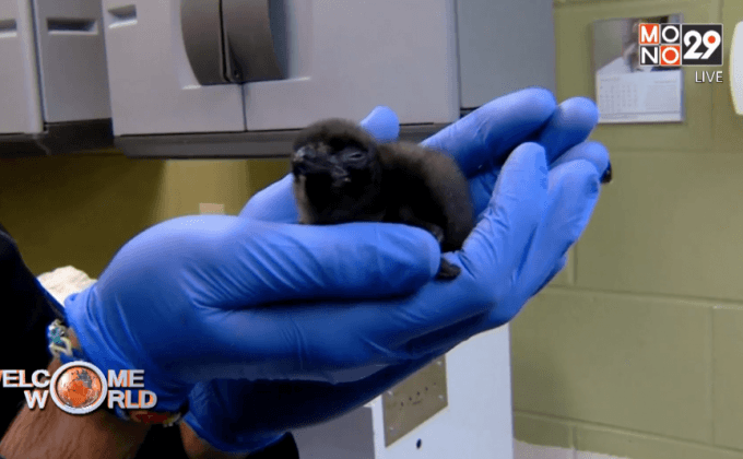 “โบวี่” เพนกวินน้องใหม่ของสวนสัตว์ในสหรัฐฯ