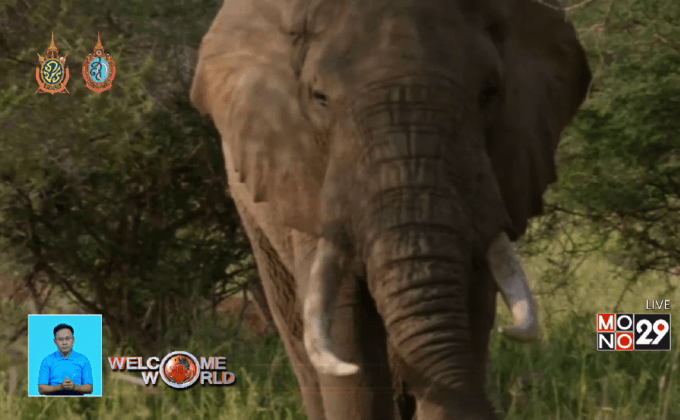 สิ่งประดิษฐ์ที่ใช้ไล่ช้างโดยปราศจากการทำร้าย