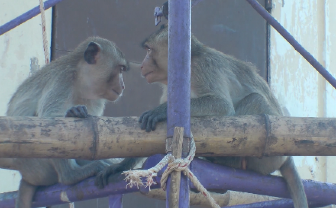 ​ชาวบ้านคัดค้านย้ายลิงลพบุรีไปนิคมลิง