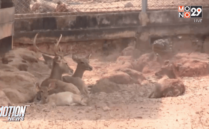 ภัยแล้งอ่างเก็บน้ำห้วยทรายกระทบสัตว์ป่า