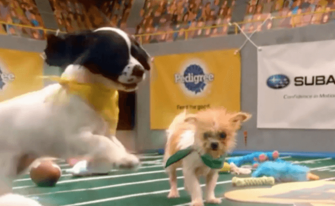 แข่งขันอเมริกันฟุตบอลลูกสุนัขครั้งที่ 12