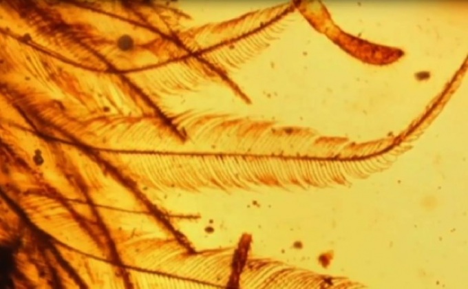 พบหางที่เต็มไปด้วยขนของสัตว์ดึกดำบรรพ์ในอำพัน